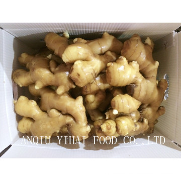 High Quality Fresh Ginger Exporting